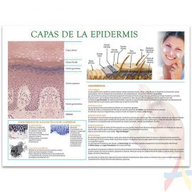 Capas de la epidermis