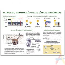 El proceso de fotodaño en las células epidérmicas