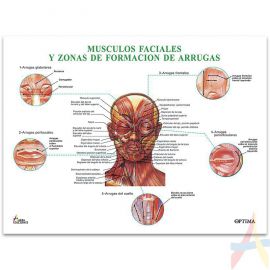 Músculos faciales y zonas de formación de arrugas